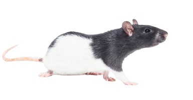 Patkányirtás
